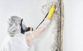 Mold Removal for HVAC Installations in Thurmont, MD